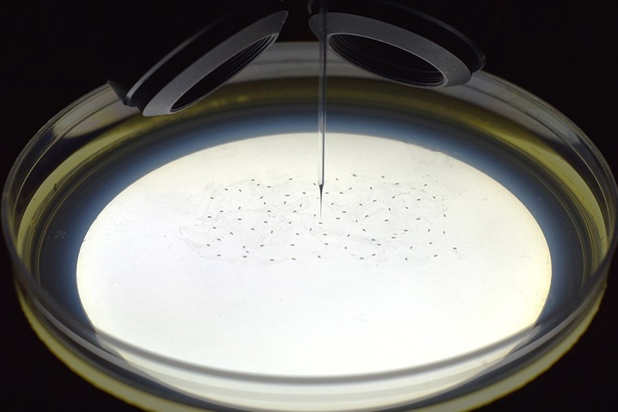 Microinjection robot puts a thin stick into a petri dish with tiny dots in the center