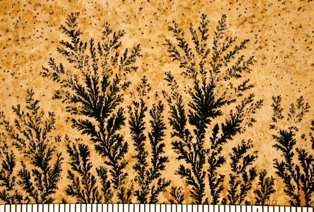 Manganese dendrites on limestone from Germany (Scale in mm).