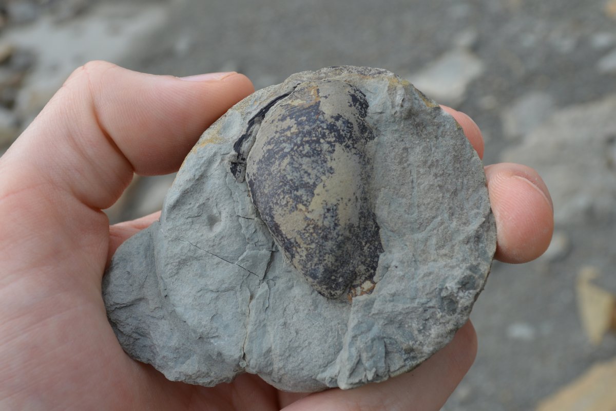 Fossil bivalve shell from Ordovician bedrock in Ohio.
