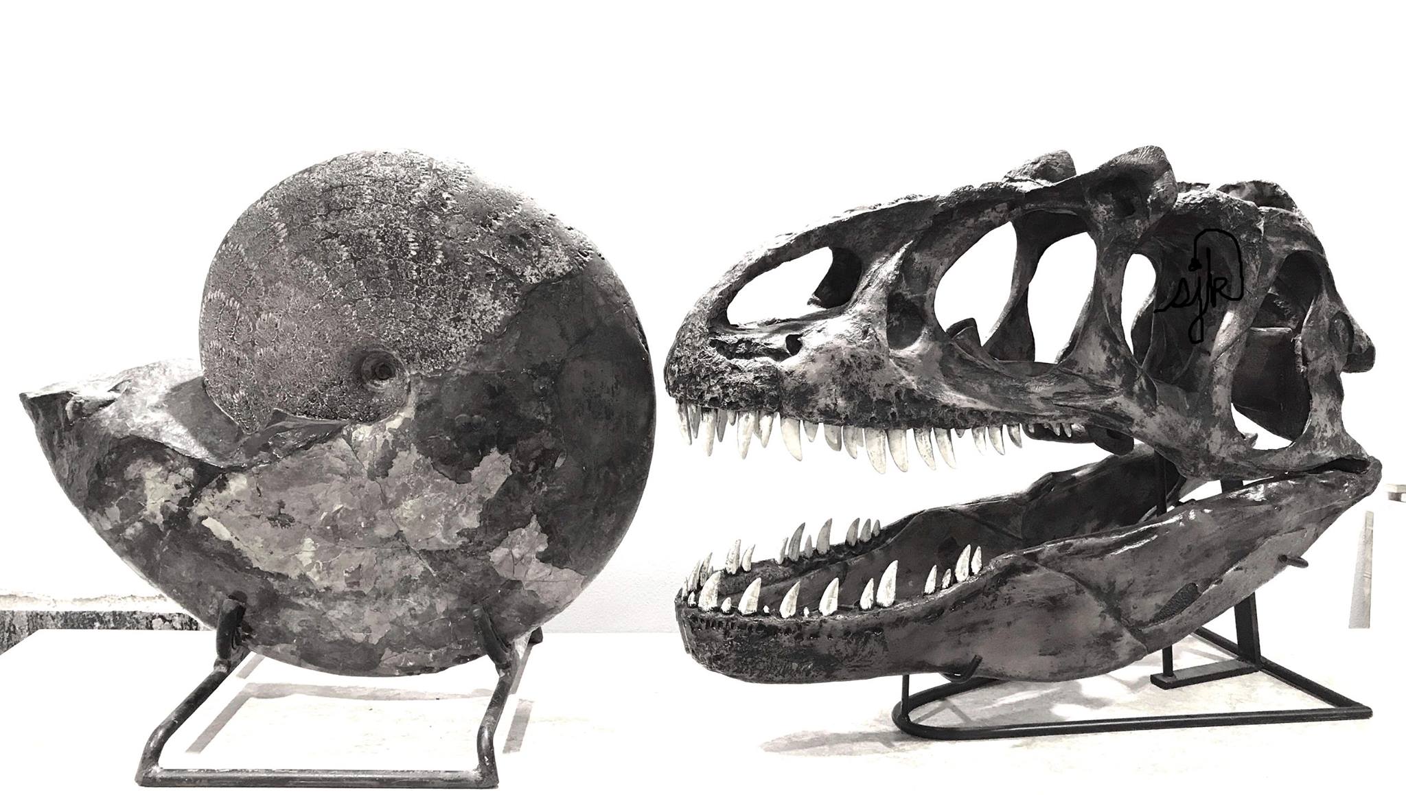 photo of t-rex skull and ammonite fossil
