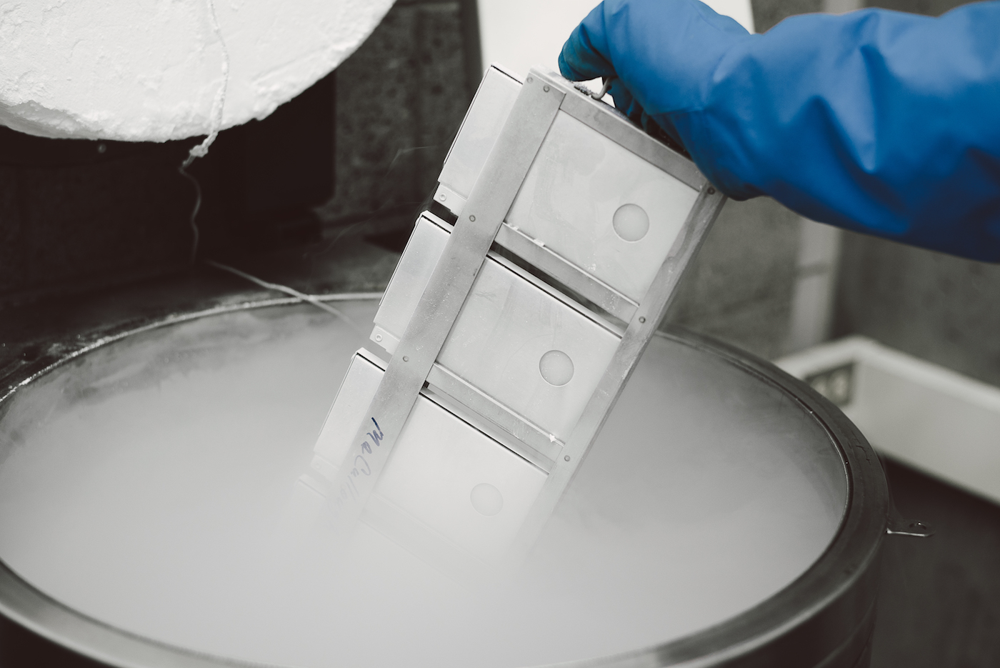 Cryopreserved samples being pulled out of cryogenic storage
