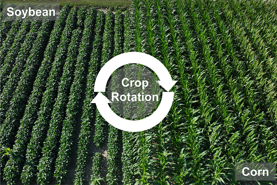 New study shows that corn-soybean crop rotation benefits are extremely ...