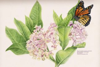 Monarch caterpillar, chrysalis, and butterfly by Mary Anderson (watercolor and gouache, 2018)