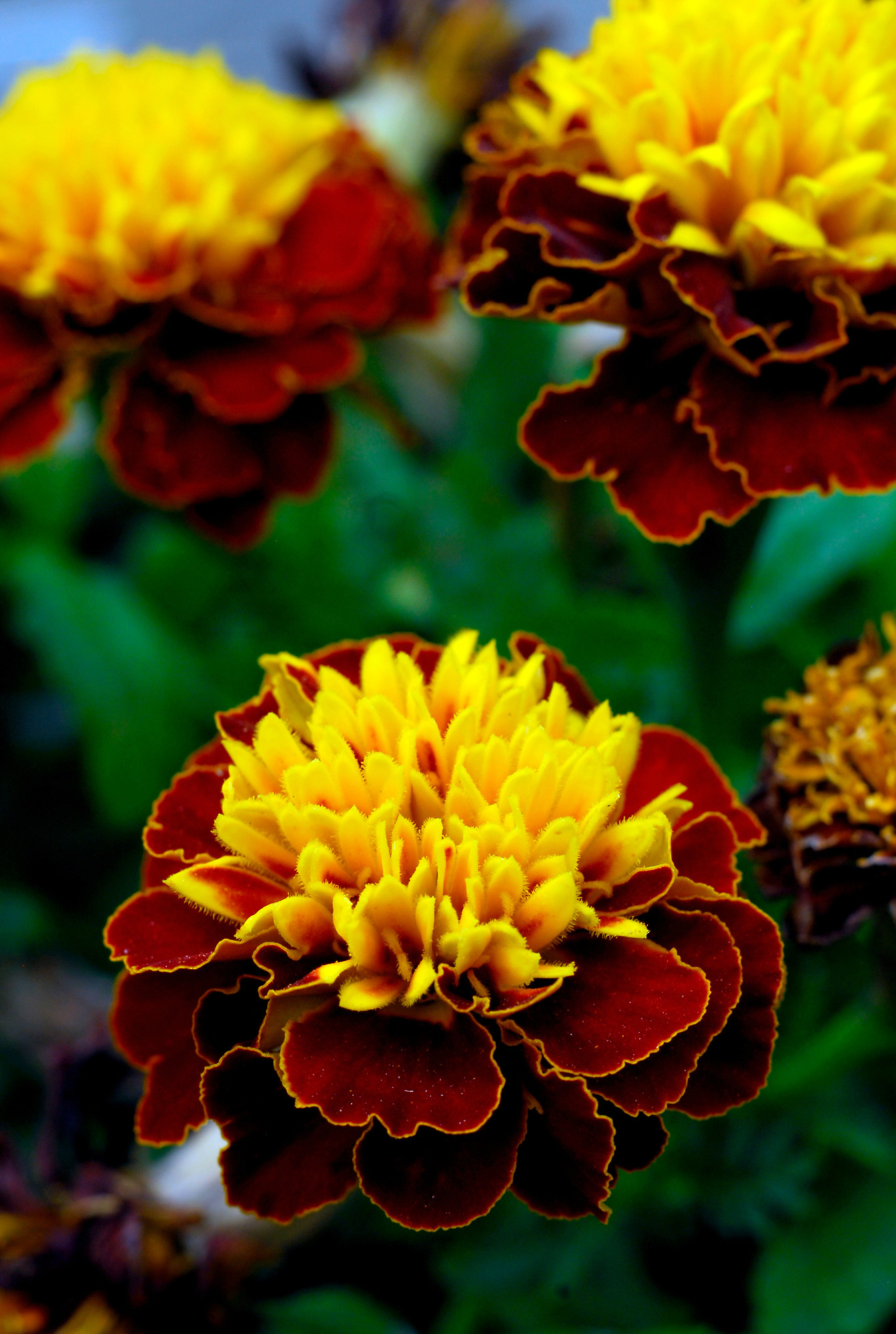 Maroon and gold flowers