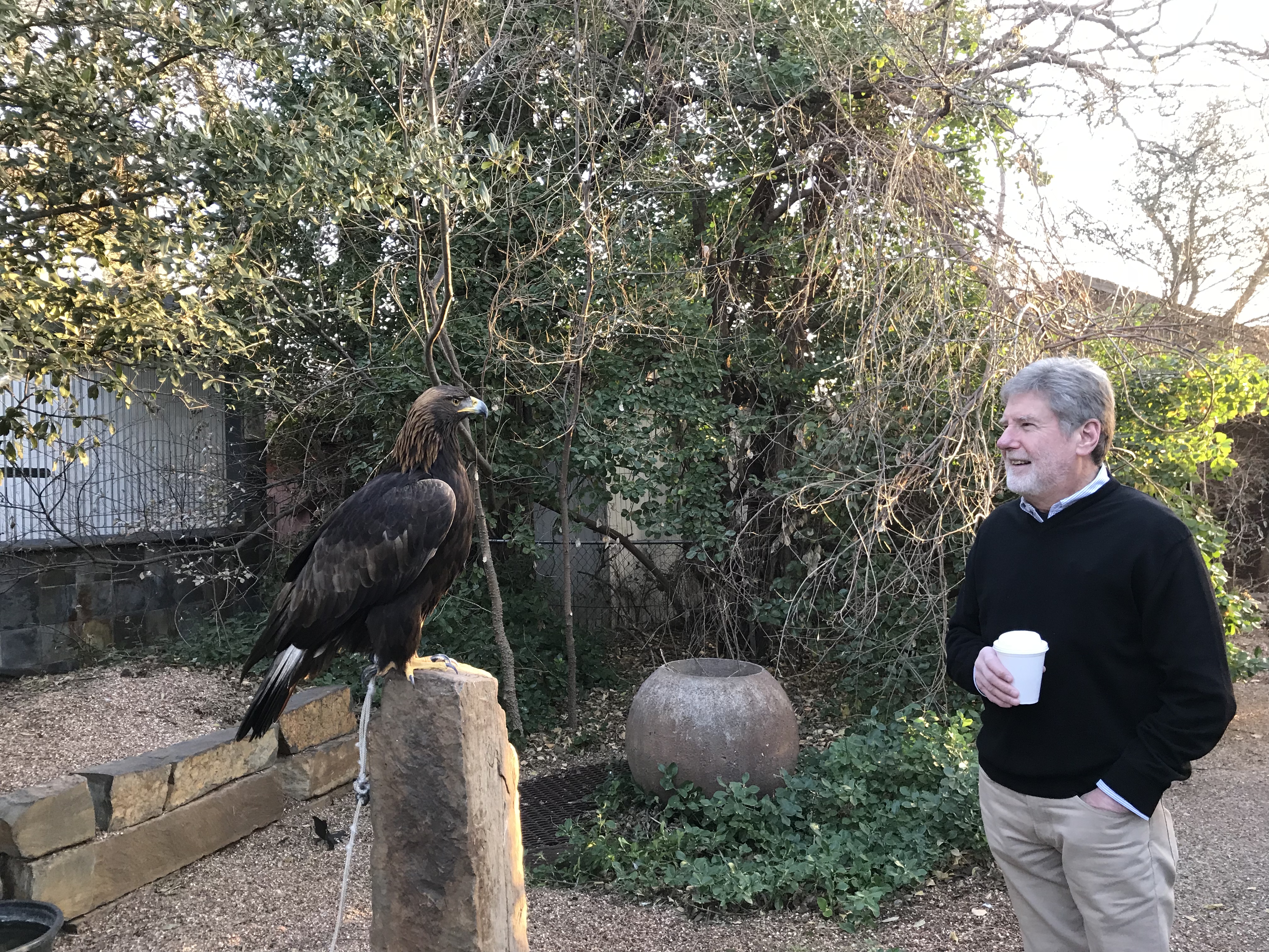 Photo of Ed Walsh looking at a golden eagle sitting on a perch at eye level. 