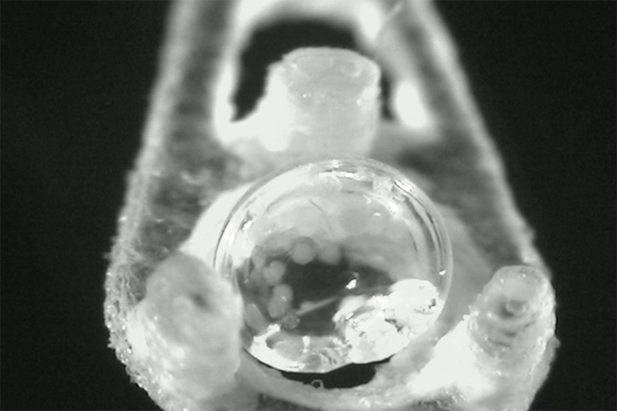 Pancreatic islet cells cryopreserved in droplet