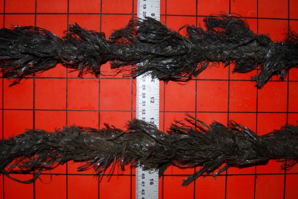 Photo of the mussel spat rope showing thickness and texture