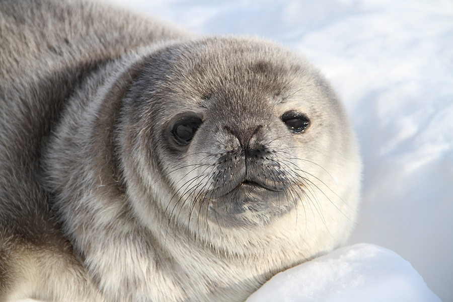 Weddell seal pup on the ice