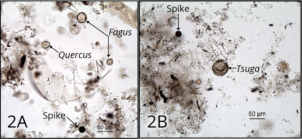 Sediment samples under the microscope at the first step in the pollen preparation procedure. Figure 2 A shows pollen of Fagus or beech, Quercus or oak, and the spike. Figure 2 B shows pollen of Tsuga or hemlock and the spike. 