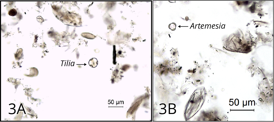 Two microscope images of sediment samples after the KOH treatment. Figure 3 A shows pollen of Tilia or basswood. Figure 3 B shows pollen of Artemisia or wormwood
