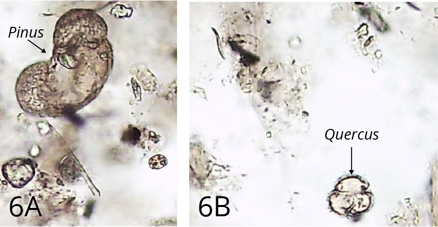Microscope image of sediment samples after the HCl treatment. Figure 6 A shows the pollen of Pinus. Figure 6B shows the pollen of Quercus