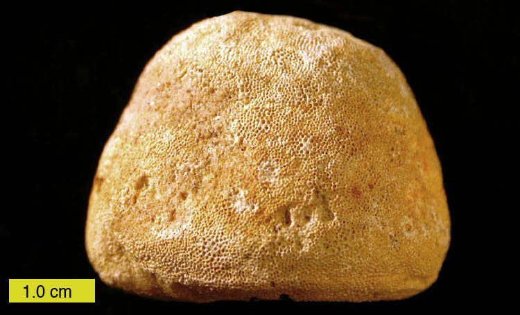 Prasopora, a trepostome bryozoan from Ordovician bedrock in Iowa.