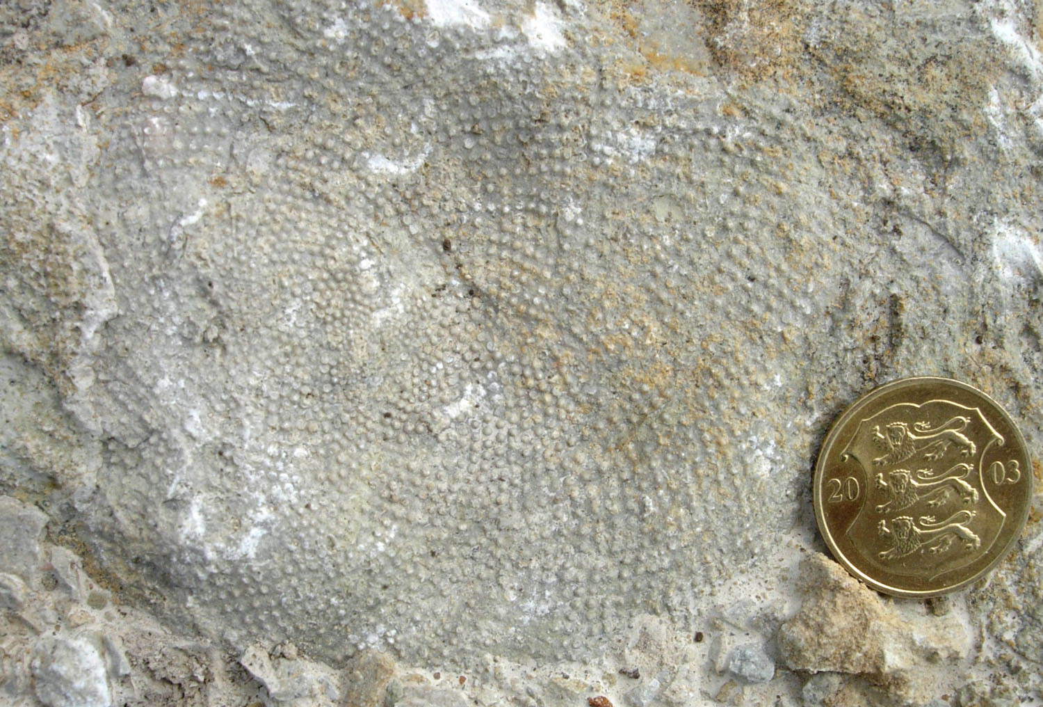 A fossil receptaculitid from Ordovician bedrock in Estonia.