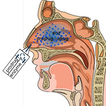 Rendering that shows prodrug and enzyme, interacting with one another, getting inserted into the nose. Inside, the head, it shows enz, prodrug with an arrow to drug. 