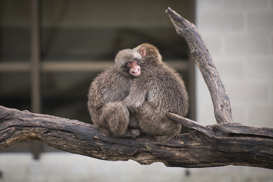 Two snow monkeys hugging at the Minnesota Zoo