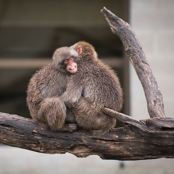 Two snow monkeys embrace on a tree branch. The ability to track animals more precisely can help in a number of fields, including veterinary medicine and animal welfare.