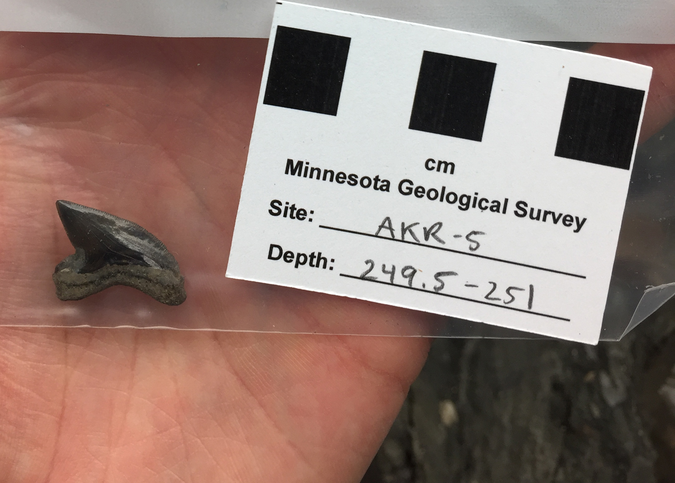 Fossil shark tooth, genus Squalicorax, from Cretaceous bedrock drill core in Aitkin County.