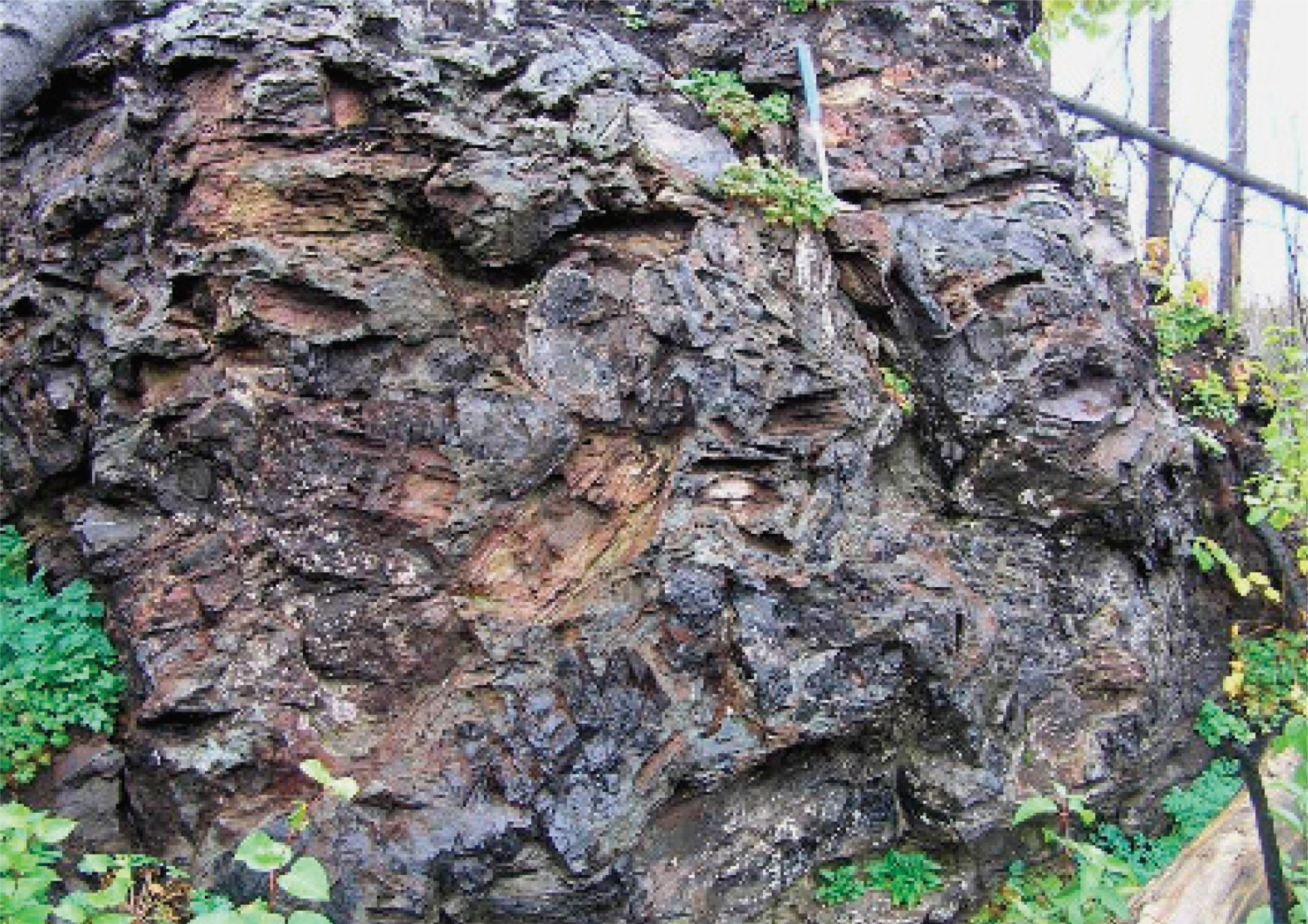Breccia containing large fragments of Gunflint Iron Formation. Hammer for scale is 16 inches long.
