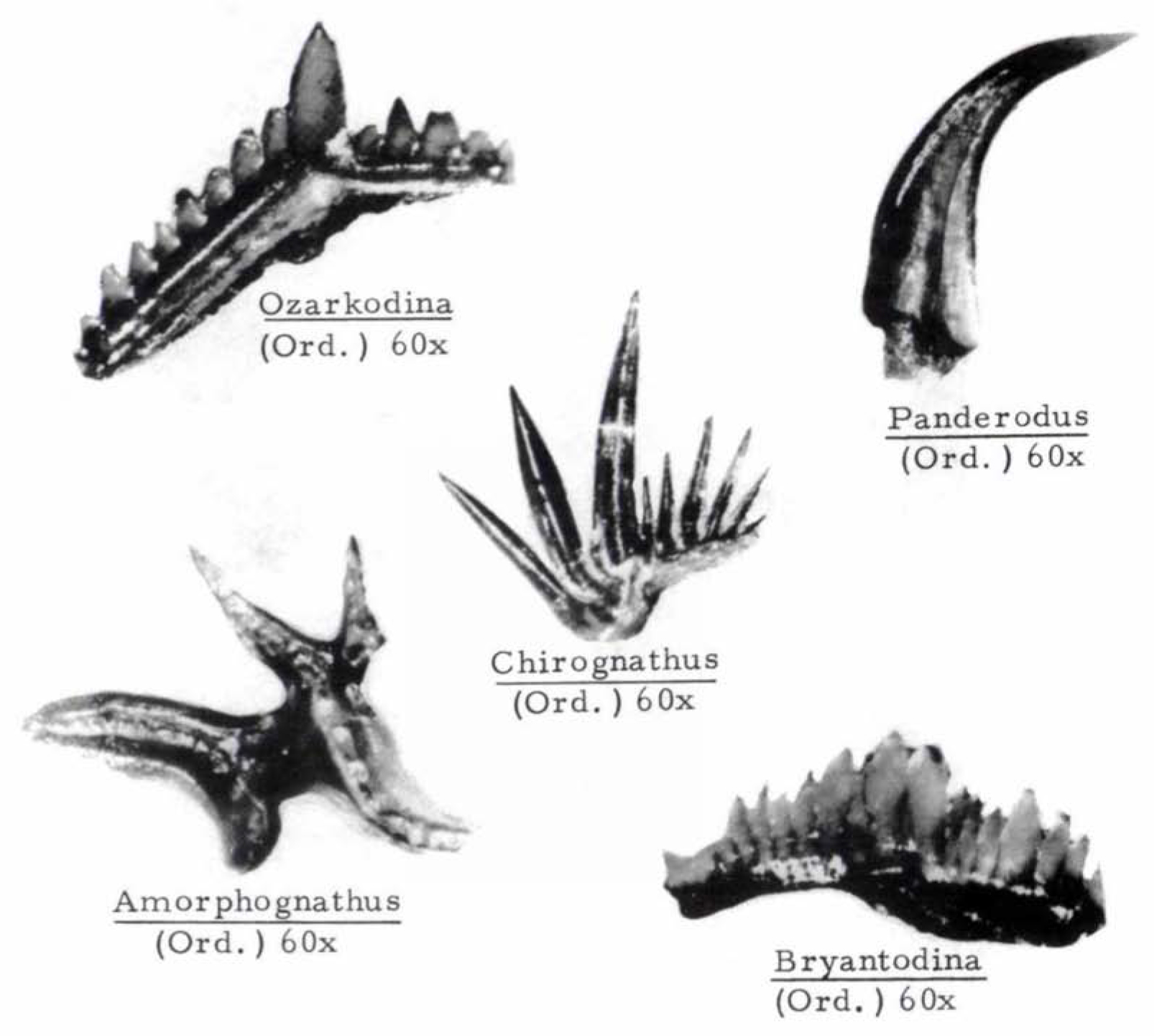 Several fossil conodont elements from Ordovician bedrock in southeastern Minnesota.