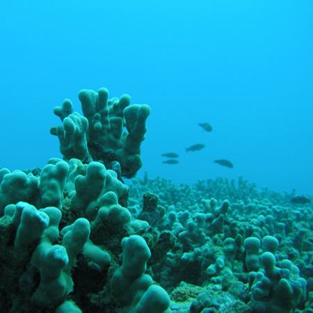 coral colonies