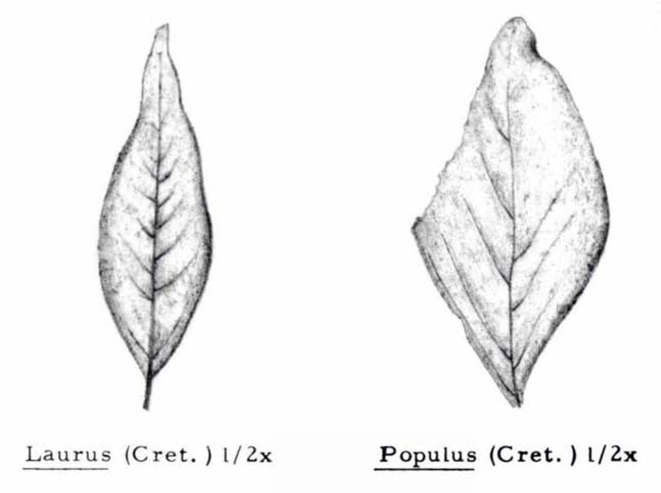 Drawings of fossil leaves from Cretaceous deposits.