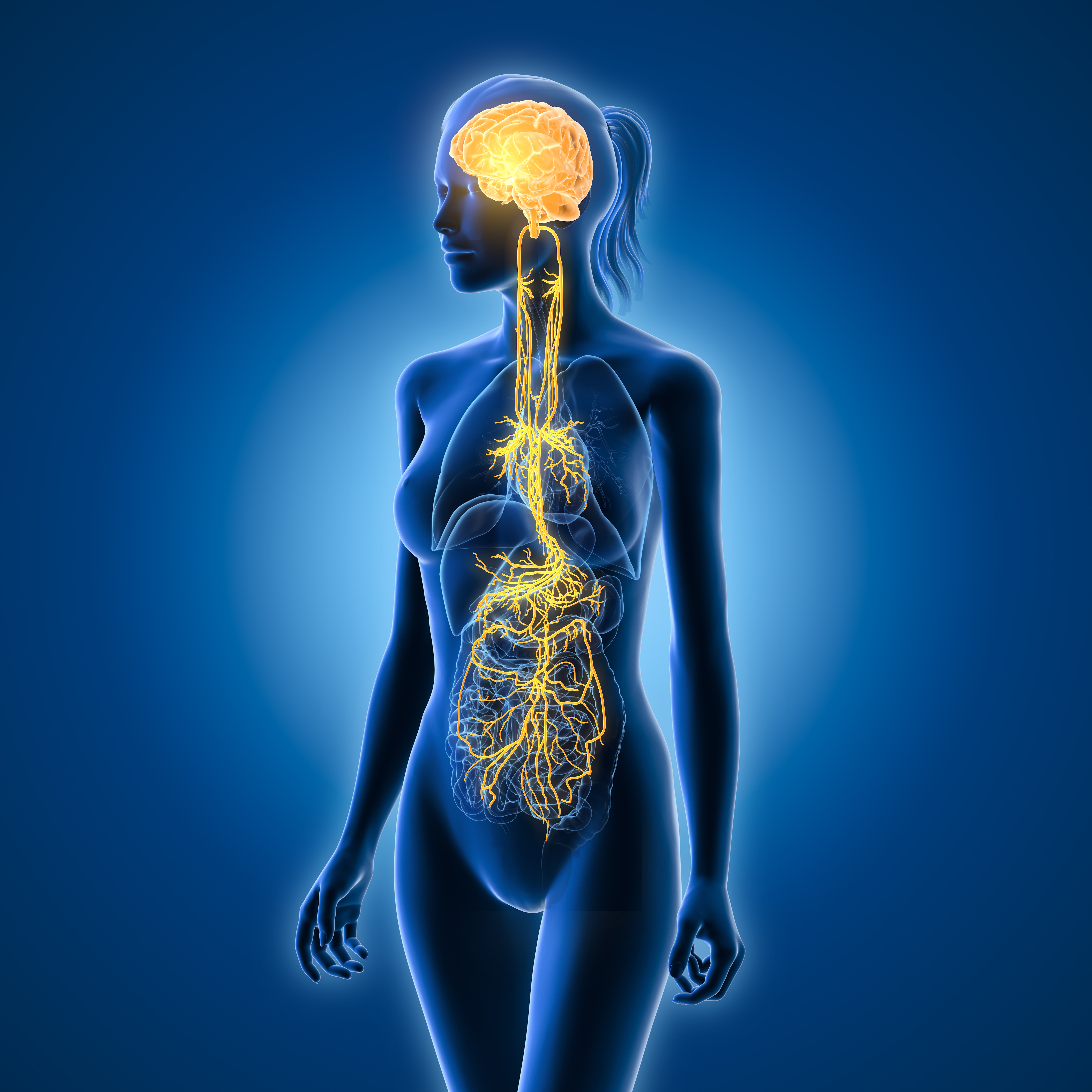 Rendering of body showing nervous system