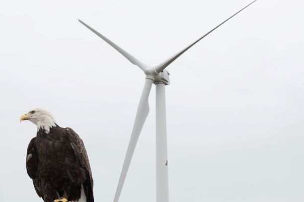 Photo of an eagle in front of the Eolos wind turbine