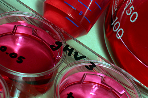 close up of chemicals in beakers
