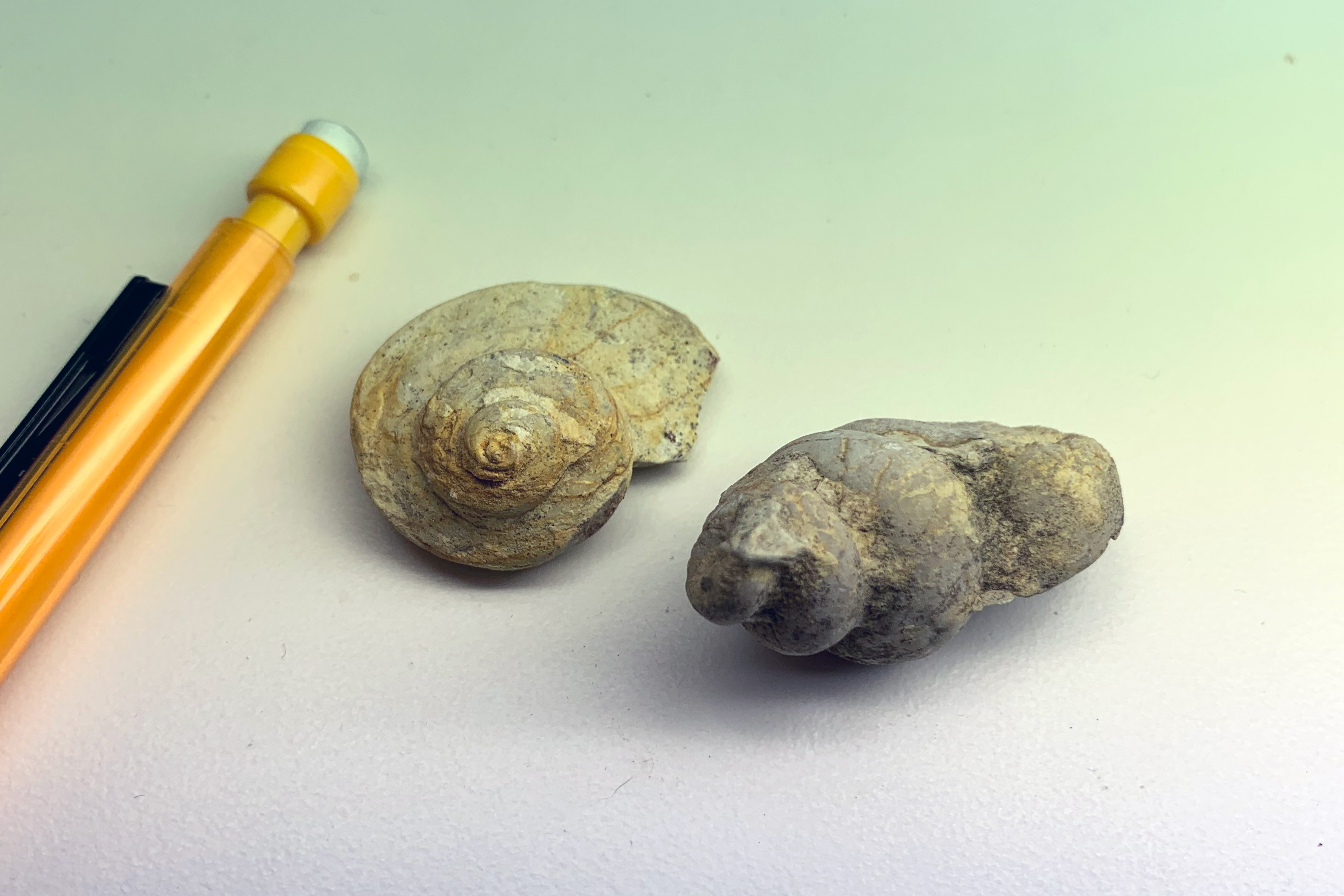 Two fossil gastropod shells from Ordovician bedrock in southeastern Minnesota.