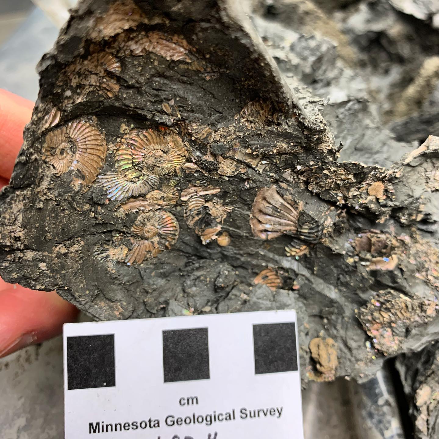 Cretaceous fossil ammonites from a core sample in Lac Qui Parle County.