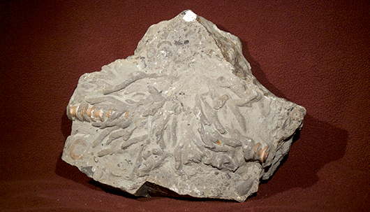 Limestone sample with fossils.