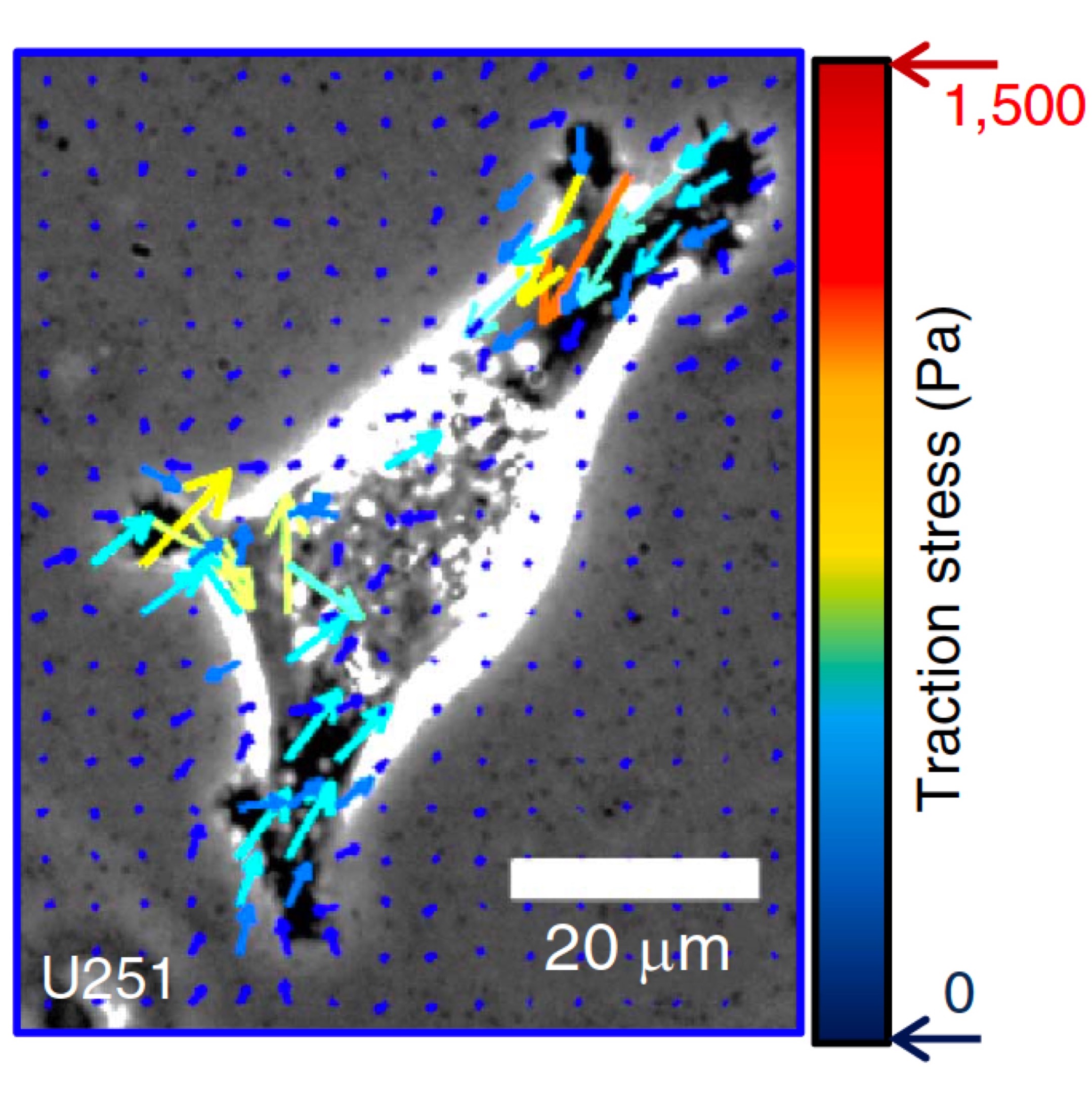 Image at the cellular level using imaging technology. Shows cluster with various colored arrows indicating the level of traction stress (Pa) from 0 to 1,500; more stress shown at the edges. Shown at a scale of 20 um. U251.