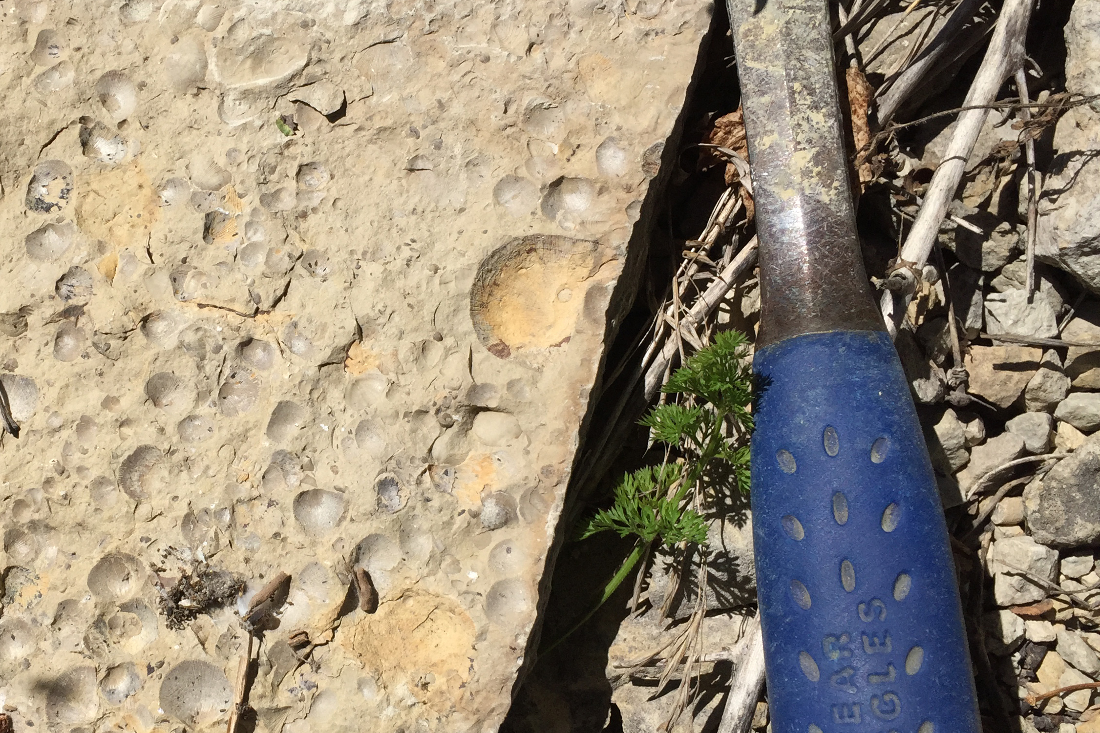 Fossil molds of several brachiopods in Ordovician bedrock in southeastern Minnesota.