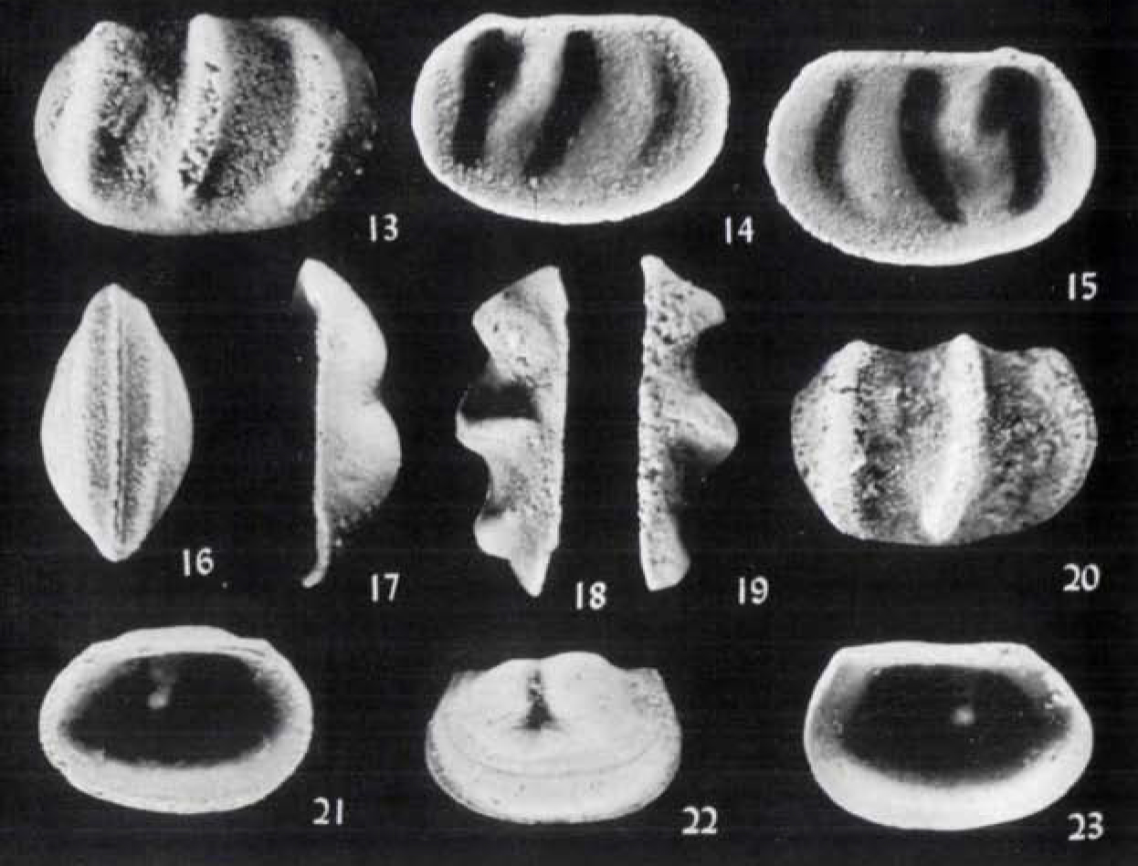 Examples of several fossil ostracod valves from Ordovician bedrock in southeastern Minnesota.