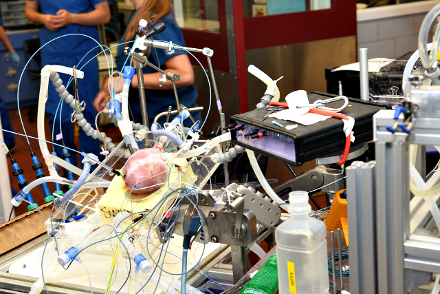 The Visible Heart Laboratories feature a living pig heart hooked up to equipment that allows it to keep beating.