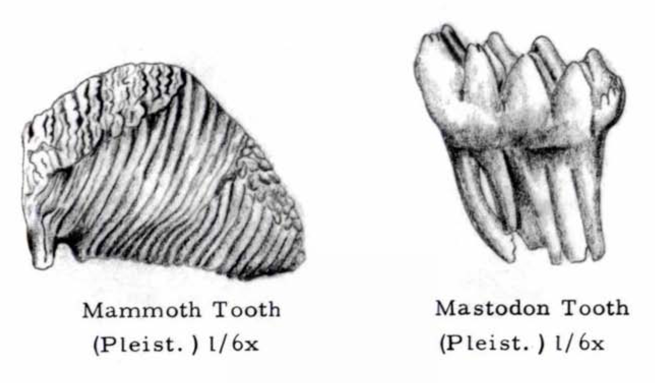 Drawings of a fossil mammoth tooth and mastodon tooth.