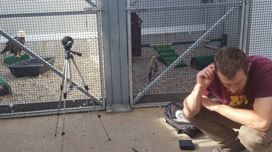 Photo of Chris Feist recording eagle vocalizations at the UMN Raptor Center
