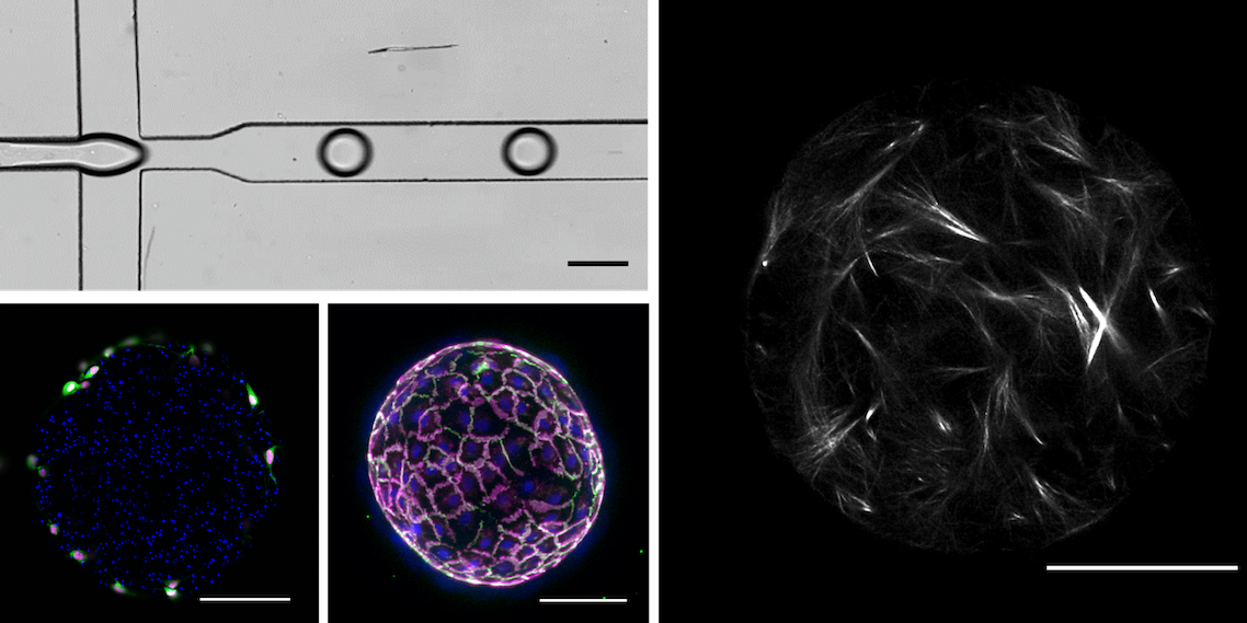 Four images conveying biomaterials. In the upper left, it shows two intersecting paths with circles on it, and a probe-shaped item heading toward it. Other images shows circular biomaterials taken with imaging technology.