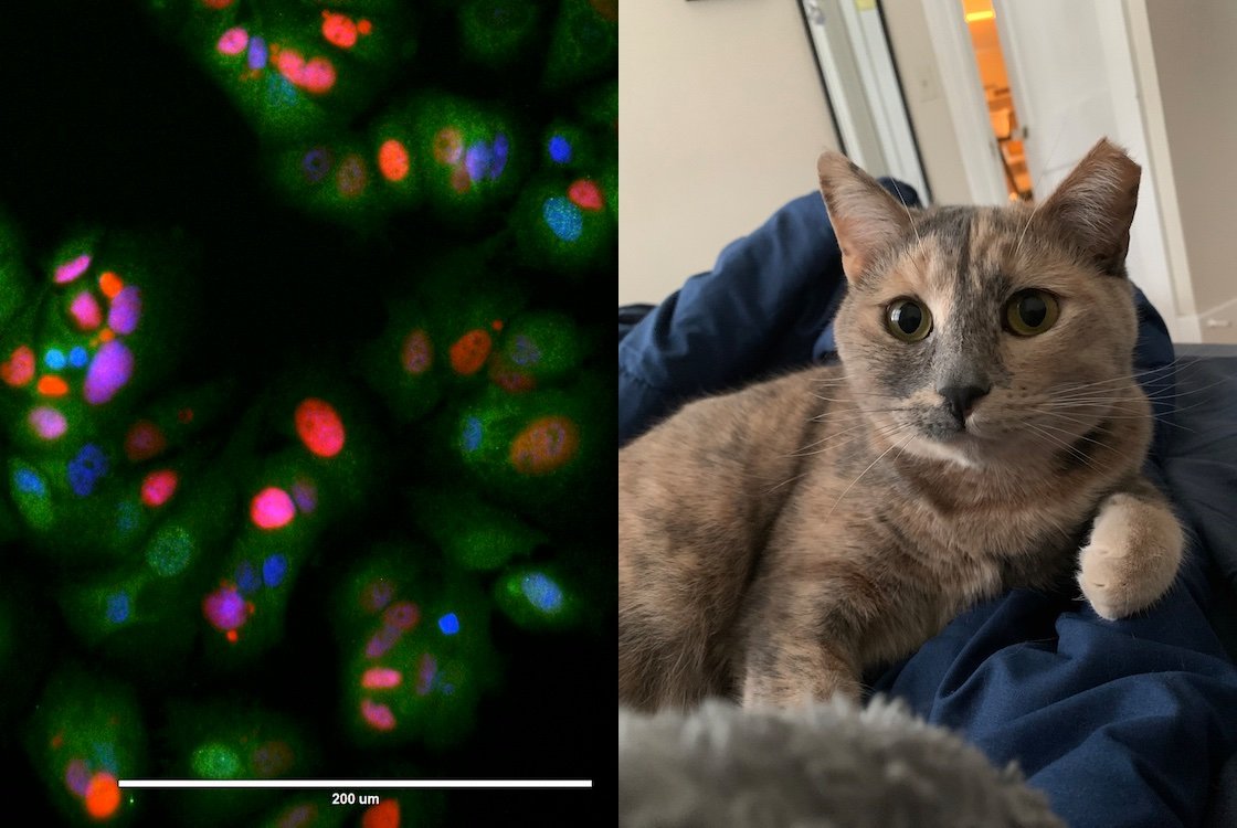 Heterogeneity in cells and Harish's cat, Luna