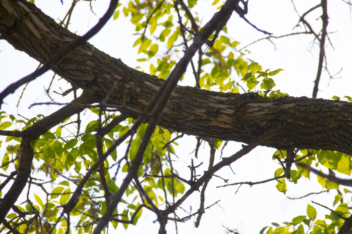 Birds eating insects damage the bark on EAB infected trees
