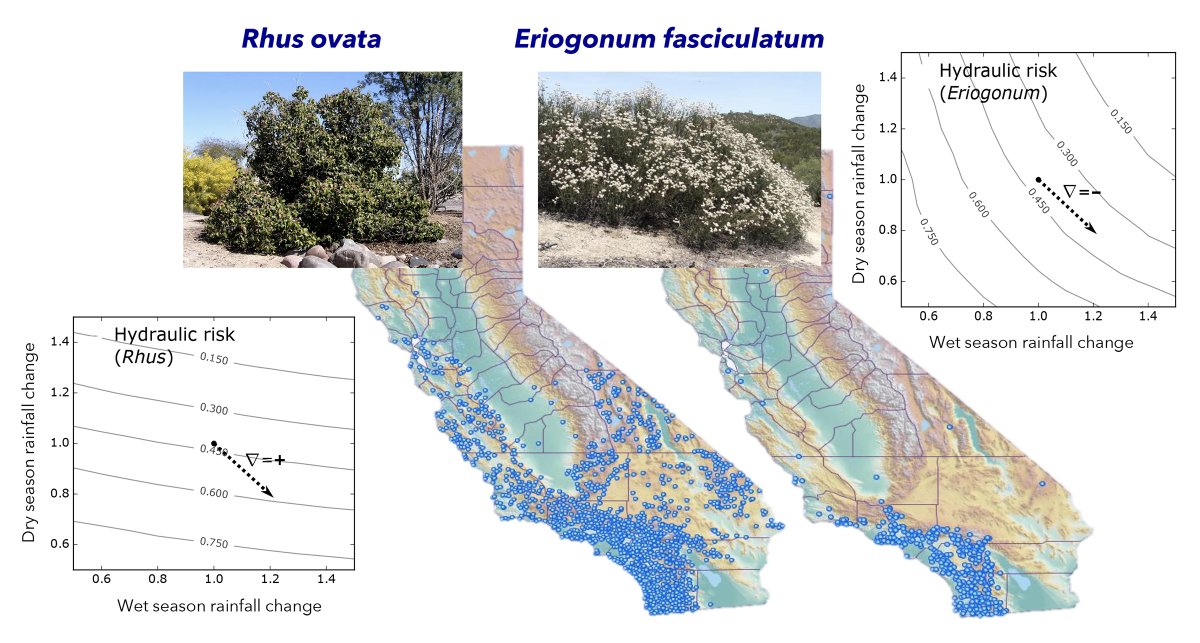 Contrasts geographical range and future responses to climate change of two plant species (Rhus ovata and Eriogonum fasiculatum) based on their water use strategies.