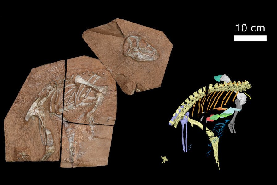 Heterodontosaurus fossil and the researchers' digital reconstruction of it