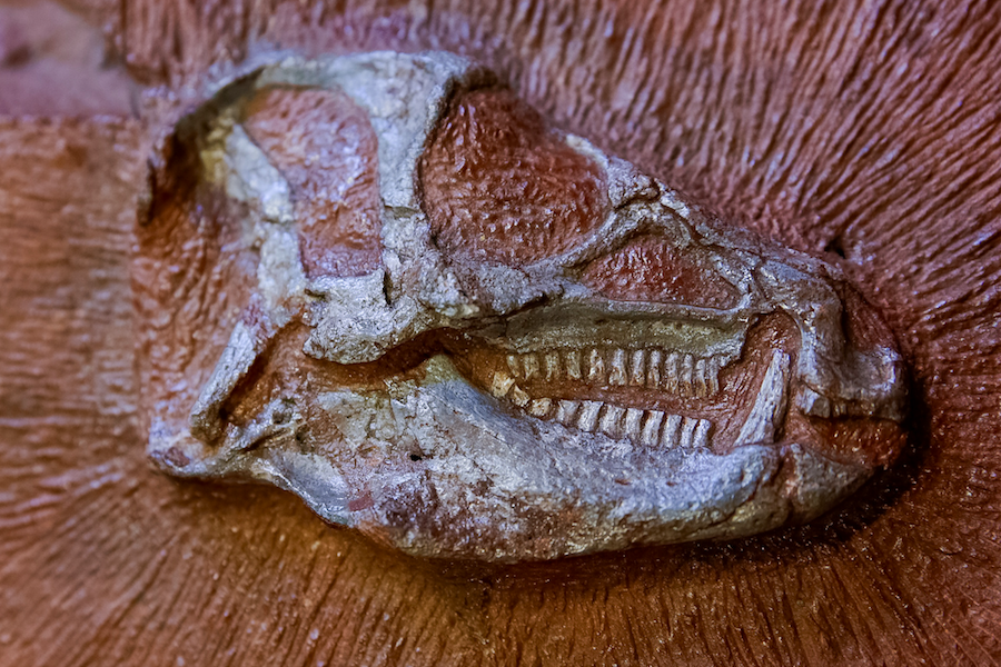 Fossil head of a Heterodontosaurus