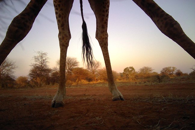 Giraffe standing over the camera