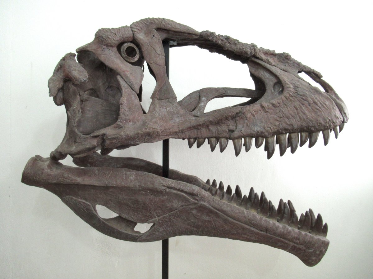 A reconstruction of the Meraxes skull