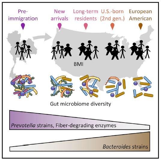 Immigrant microbiome graphical image showing loss of gut bacteria diversity