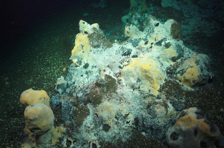 A methane seep in the deep ocean