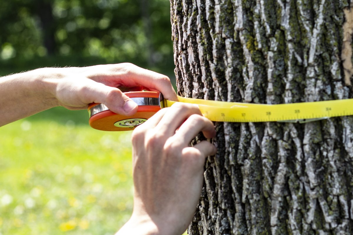 Measuring the girth of a tree