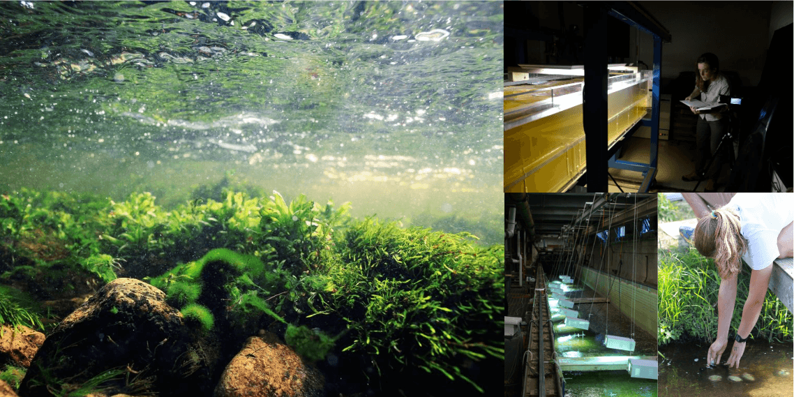 Photo collage of water flow interacting with plants and fish