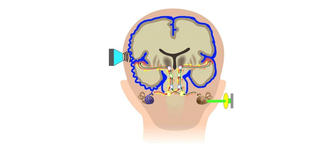 Rendering of a human head including brain inside. Shows a device on the left side being applied to the head. Arrows indicate flow from ear to brain. 